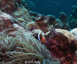 Anemone fish.  Canon G-10. by Bill Arle 